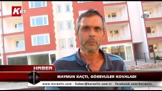 Maymun Kaçtı, Görevliler Kovaladı