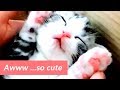 A Cat Life - Cats sleeping - Funny Cats and Dogs Compilation