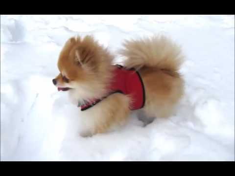 snow pomeranian