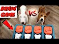 My Dogs Try Brain Game: Basenji VS Bull Terrier の動画、YouTube動画。