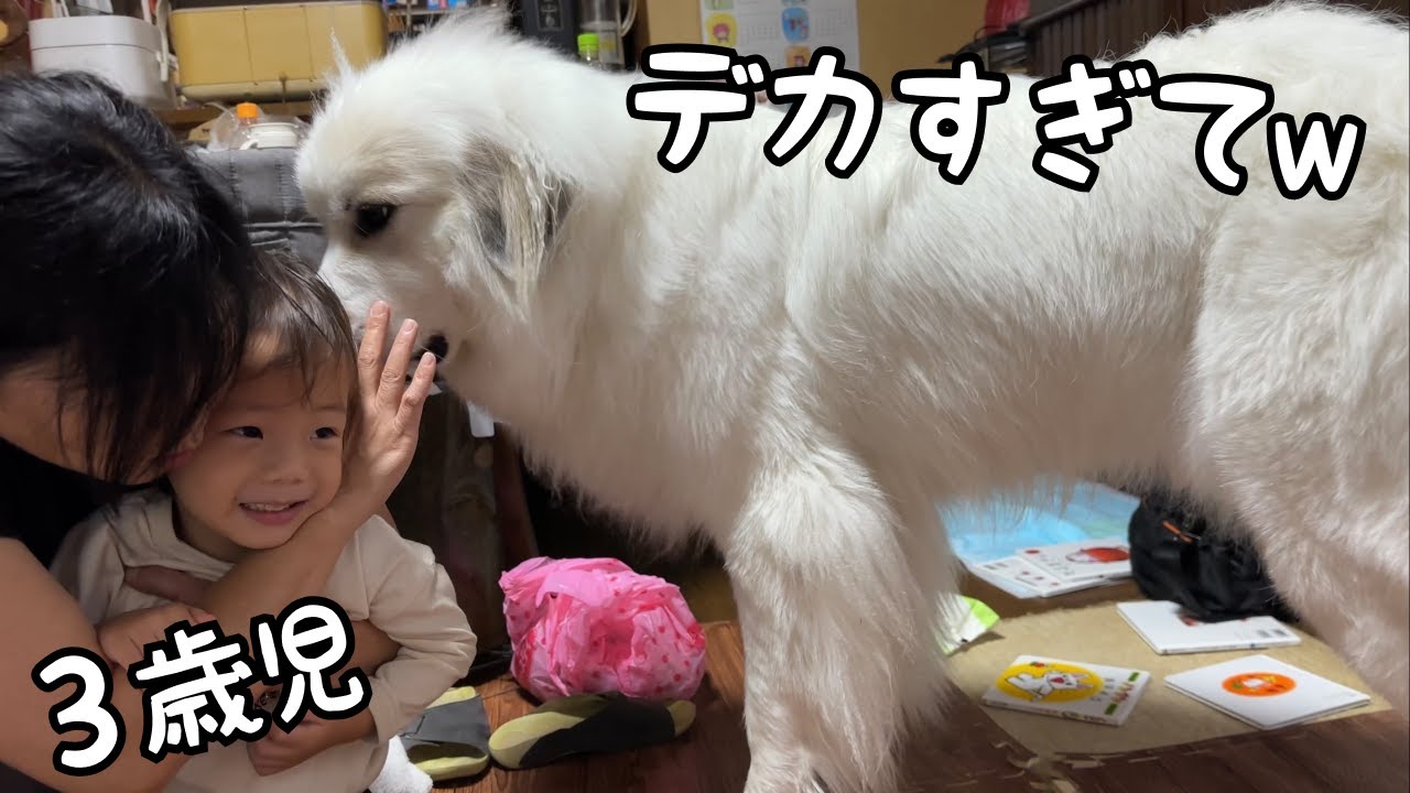 3歳児】妹以外の子供に対しては超大型犬、全く容赦ありませんでしたw