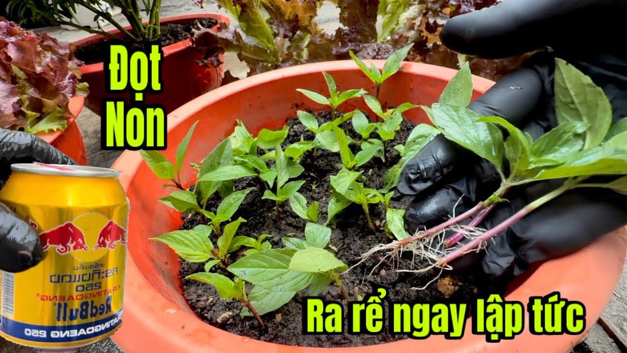 Даже молодые побеги должны немедленно пустить корни.