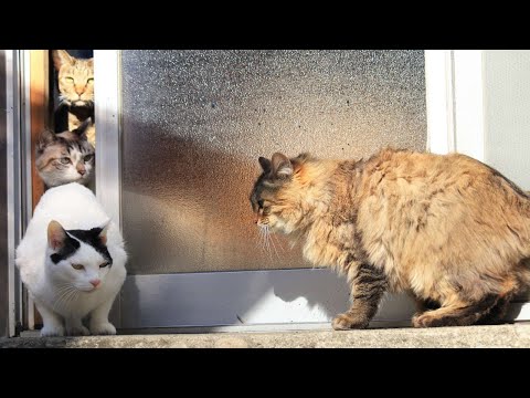 入り口の野良猫 2　210314