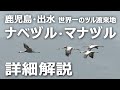 鹿児島県出水『ツル渡来地』ナベヅル・マナヅル 詳細解説|4K120P撮影
