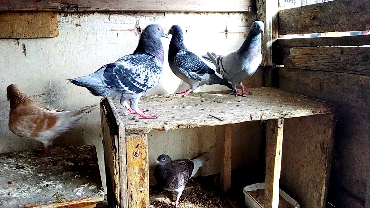 Pigeon voyageur 