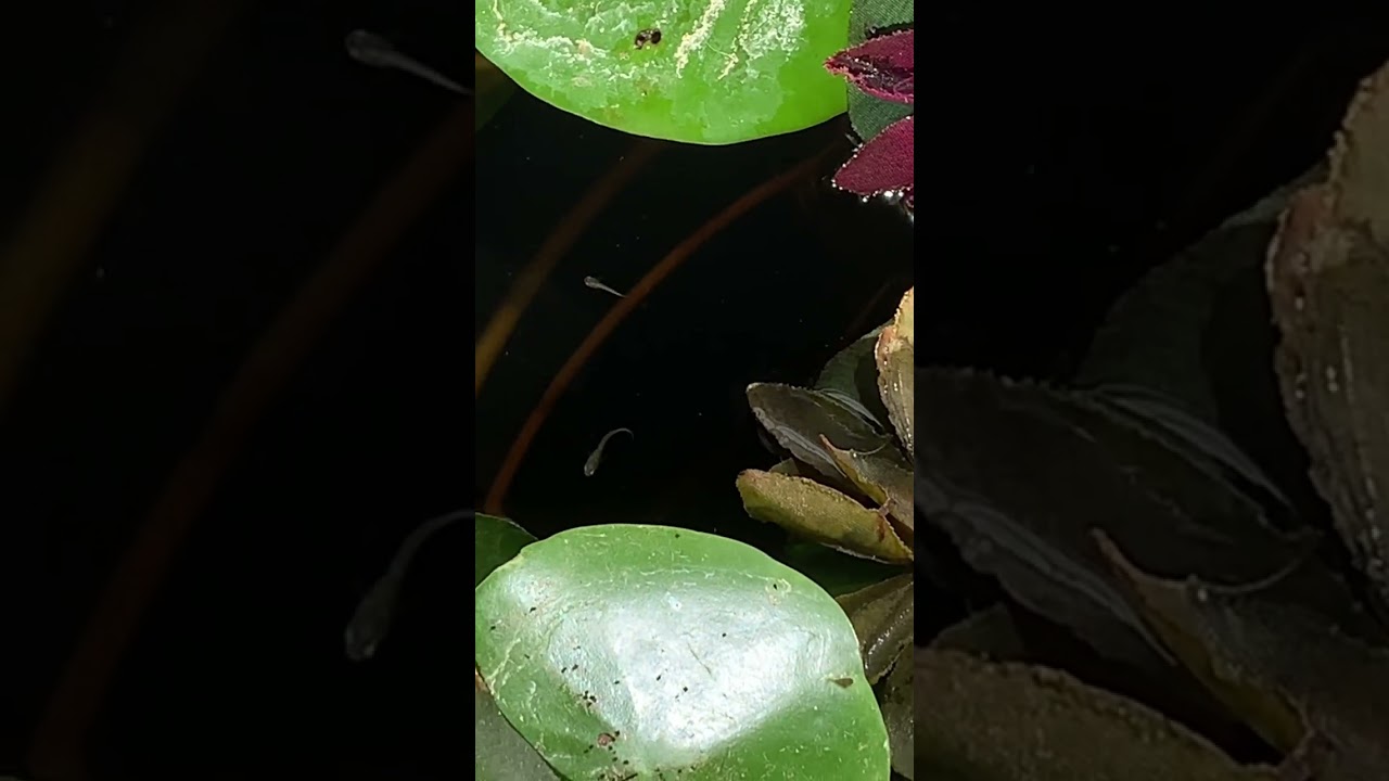 New pet fish!
