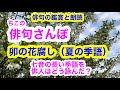 【俳句さんぽ・第70回】卯の花腐し(夏の季語)七音の長い季語。俳人はどう詠んだ?#俳句#俳句鑑賞#俳句朗読