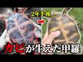 甲羅にカビが生えたリクガメの２年半後…