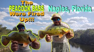 Im BACK at It! Catching JUNGLE Fish (PEACOCK Bass) in NAPLES, Florida! They Were FIRED Up!!!