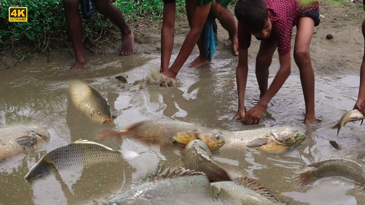 Best Hand Fishing Amazing Boy Catching Big Fish By Hand in Pond Water ...