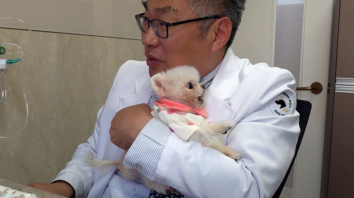기적의 강아지! 퐁키가 돌아왔어요