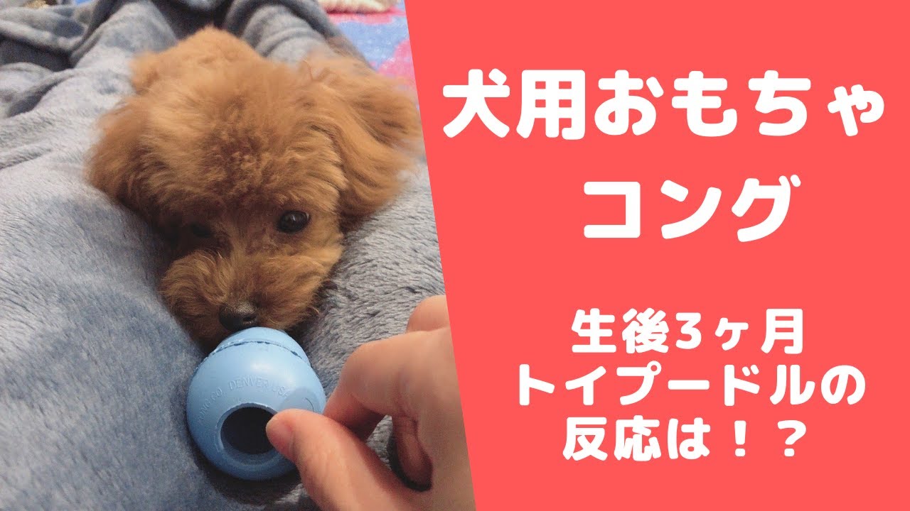 【犬用コング】生後3ヶ月子犬トイプードルに知育おもちゃを与えてみた【dog kong】 YouTube