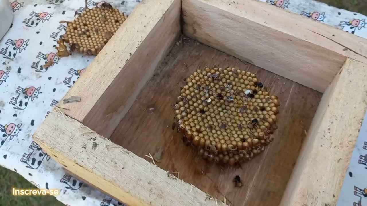 como fazer divisão de abelha mandaçaia por disco