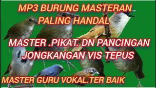 Pikat dn pancingan jongkangan /cingcoang coklat !!  kombinasi #pikatburungsemak #kicaumasteran