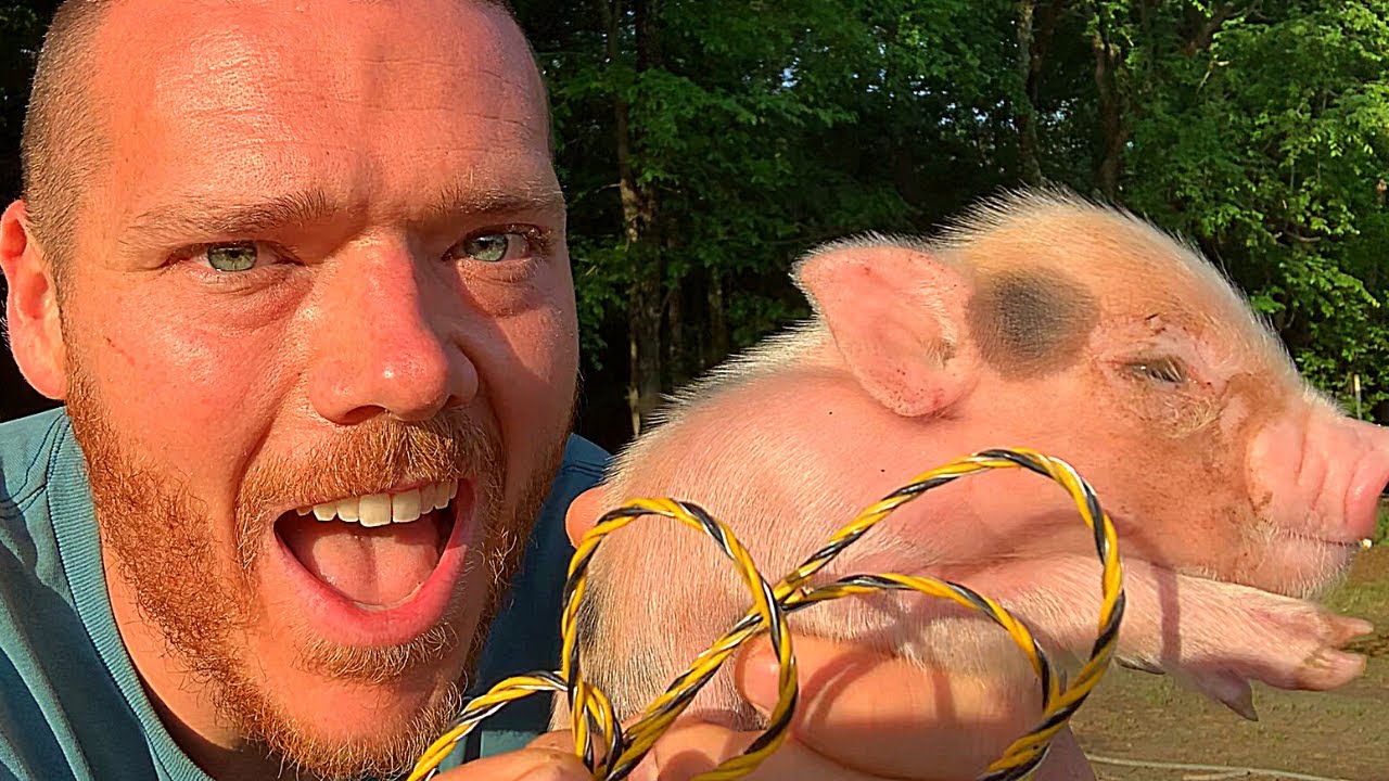 How To TRAIN PIGLETS To ELECTRIC FENCE Mangalitsa Pigs Homesteading