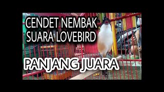 CENDET NEMBAK SUARA LOVEBIRD PANJANG //VIRAL 🤯🤯 #cendet #burung #birds