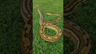 phantom tiger reticulated python first time outside