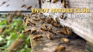 セイヨウミツバチ養蜂｜自然入居から全滅までの記録｜Beekeeping 