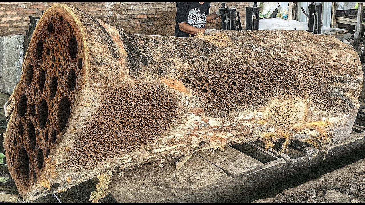Operator Felt Sick ‼️ This Hollow Trembesi Log Was Infested with Disgusting Creatures!