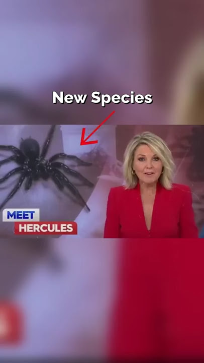 Scientists Shocked by Giant Deadly Spider Found in New Castle #shorts