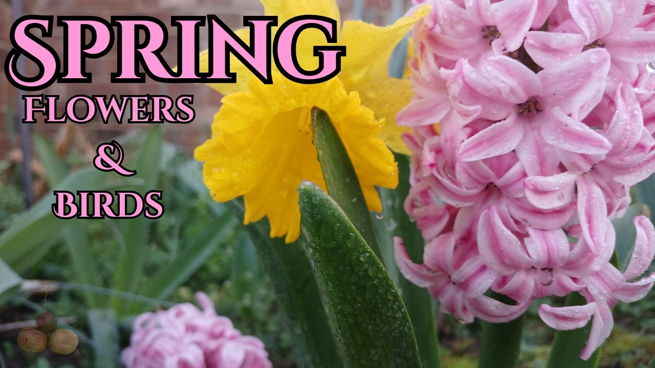 🌸Spring Flowers & Bird Song ASMR | Loop of Natural Soundscape for Sleep & Study | Fabulous Nuts ASMR