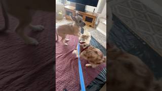 Bliss plays with 15 week old Wolfhound pup