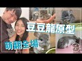 【龍貓森林】從二次元跳出來的療癒系萌寵！與龍貓的親密接觸日常全紀錄，惹人愛的懶人寵物新手飼養指南大公開！