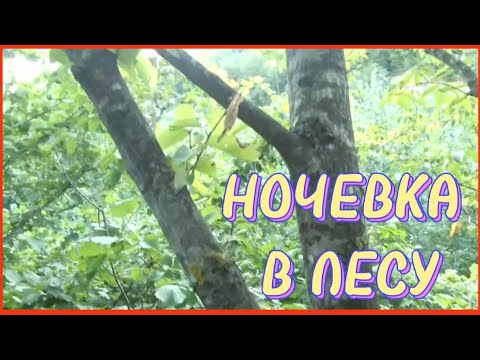 НОЧЕВКА В ЛЕСУ