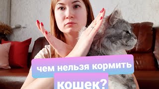 ЖИЗНЬ С МЕЙНКУНАМИ/ ЧЕМ КАТЕГОРИЧЕСКИ НЕЛЬЗЯ КОРМИТЬ КОШЕК / РЕЖИМ ПИТАНИЯ