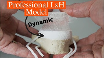 Professional LxH Dynamic Disc Model