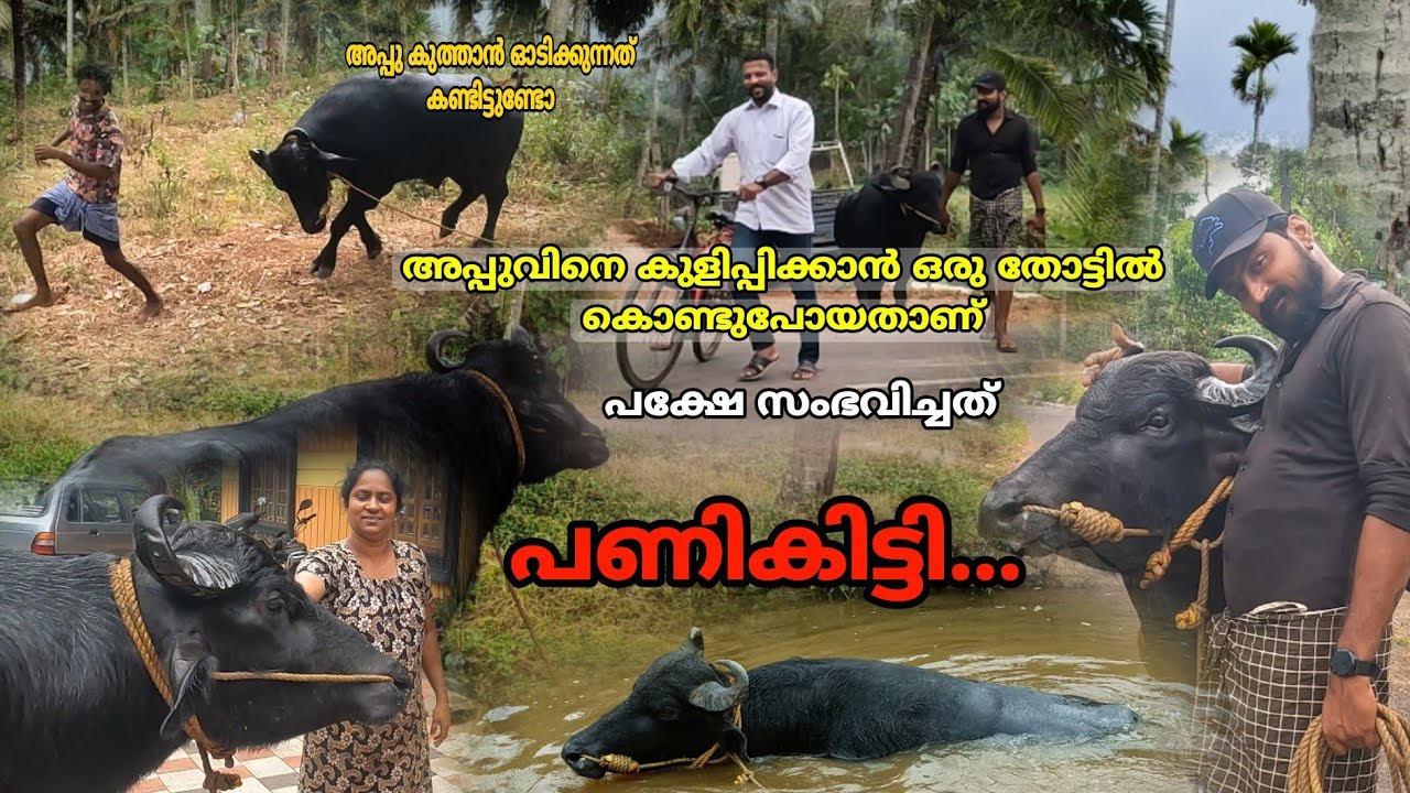 ആദ്യമായിട്ട്.. അപ്പുവിനെ തോട്ടിൽ കുളിപ്പിക്കാൻ കൊണ്ടുപോയപ്പോൾ സംഭവിച്ചത് //ഡ്യൂപ്പനെ കുത്തി // #appu