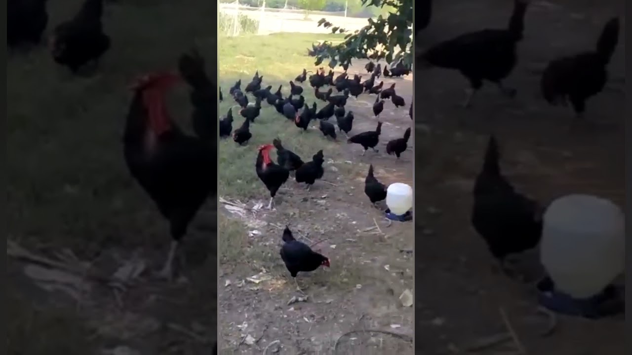 MALE AUSTRALORP FREE RANGE FARM || AUSTRALORP || F&F