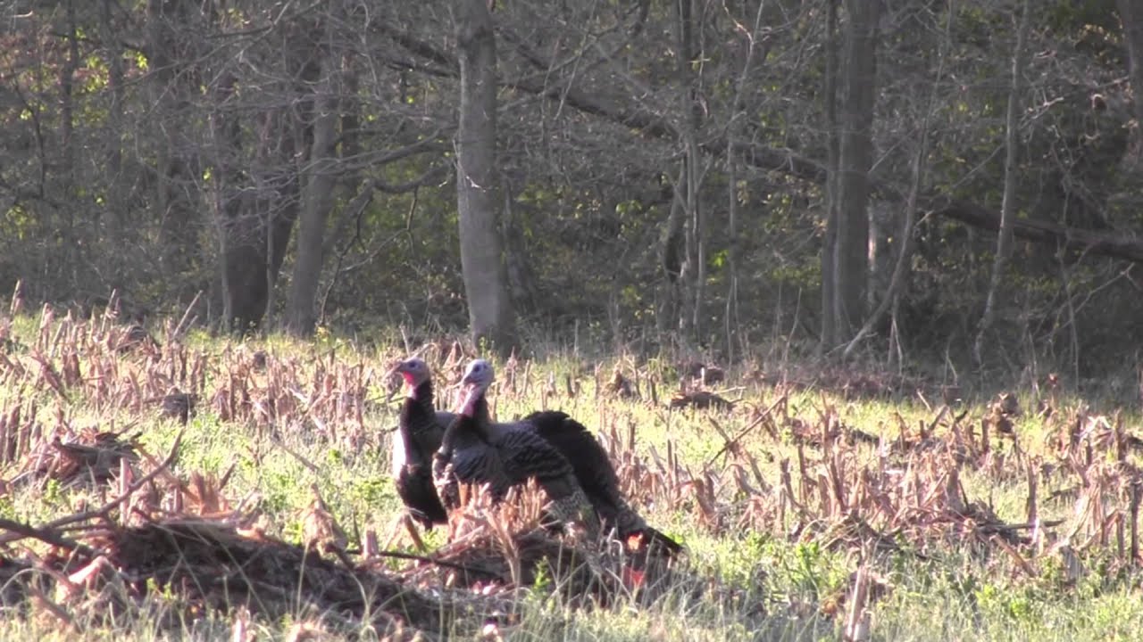 Indiana Turkey Season Opener YouTube