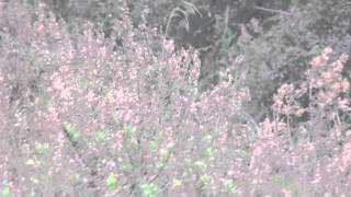 Bolazo Wapo Weno Ahi Ole Su Prima Su Ermano Shu Puta Madre