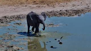 Baby Elephant Tries His Best to Scare Away a Tiny Bird
