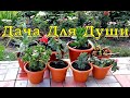 Зеленые «ПИТОМЦЫ» возвращаются в квартиру 🌻⚘🌻⚘🌻