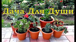 Зеленые «ПИТОМЦЫ» возвращаются в квартиру 🌻⚘🌻⚘🌻