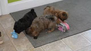 Shih Tzu Mix Puppies For Sale