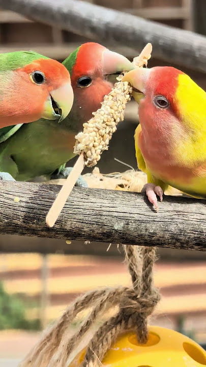 Birds grinding #sealifepark