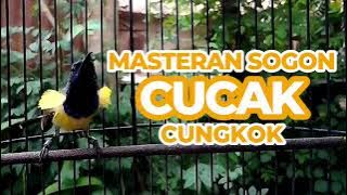 Masteran sogok ontong / sogon materi cucak cungkok gacor ngeleper #masteransogon #sogon