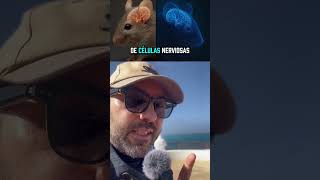 El laberinto de Morris: aprendizaje y neurogénesis en el cerebro