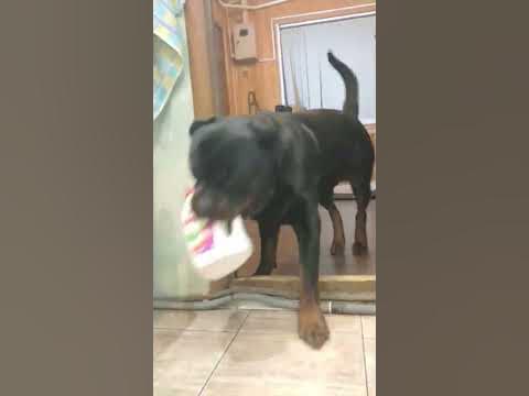Пластик-отдельно 🐕 - YouTube