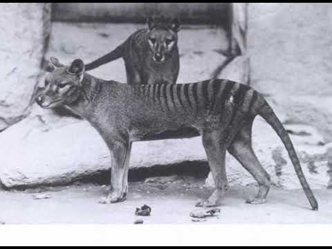 Thylacine in colour