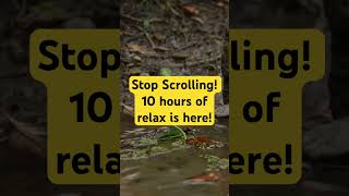 Ultimate video for sleep and focus #studymusic #burningfireplace #relax #rain #chillout #sleepmusic