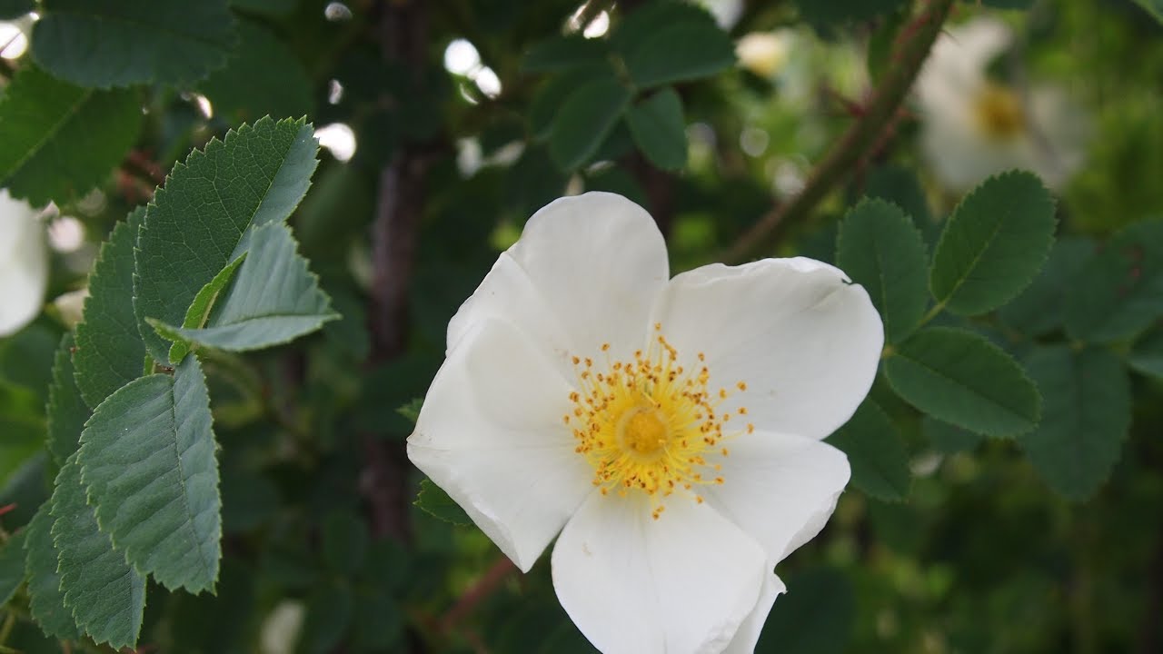 Rosa pimpinellifolia, the burnet rose (also known as Scotch Rose