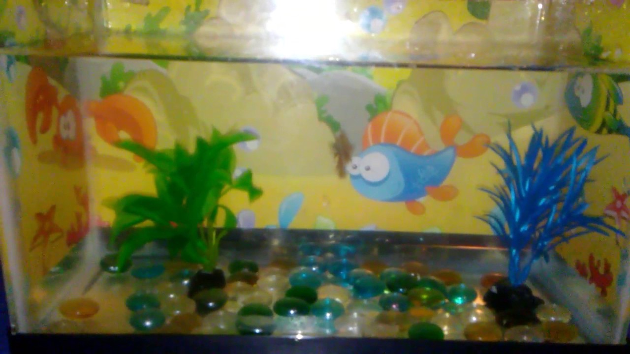 My betta fish pregnant 