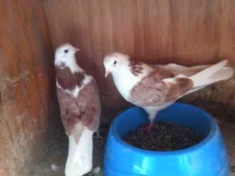 iranian high flyer pigeons for sale in texas call 806 290 3342 budapest high flyers pigeons for sale