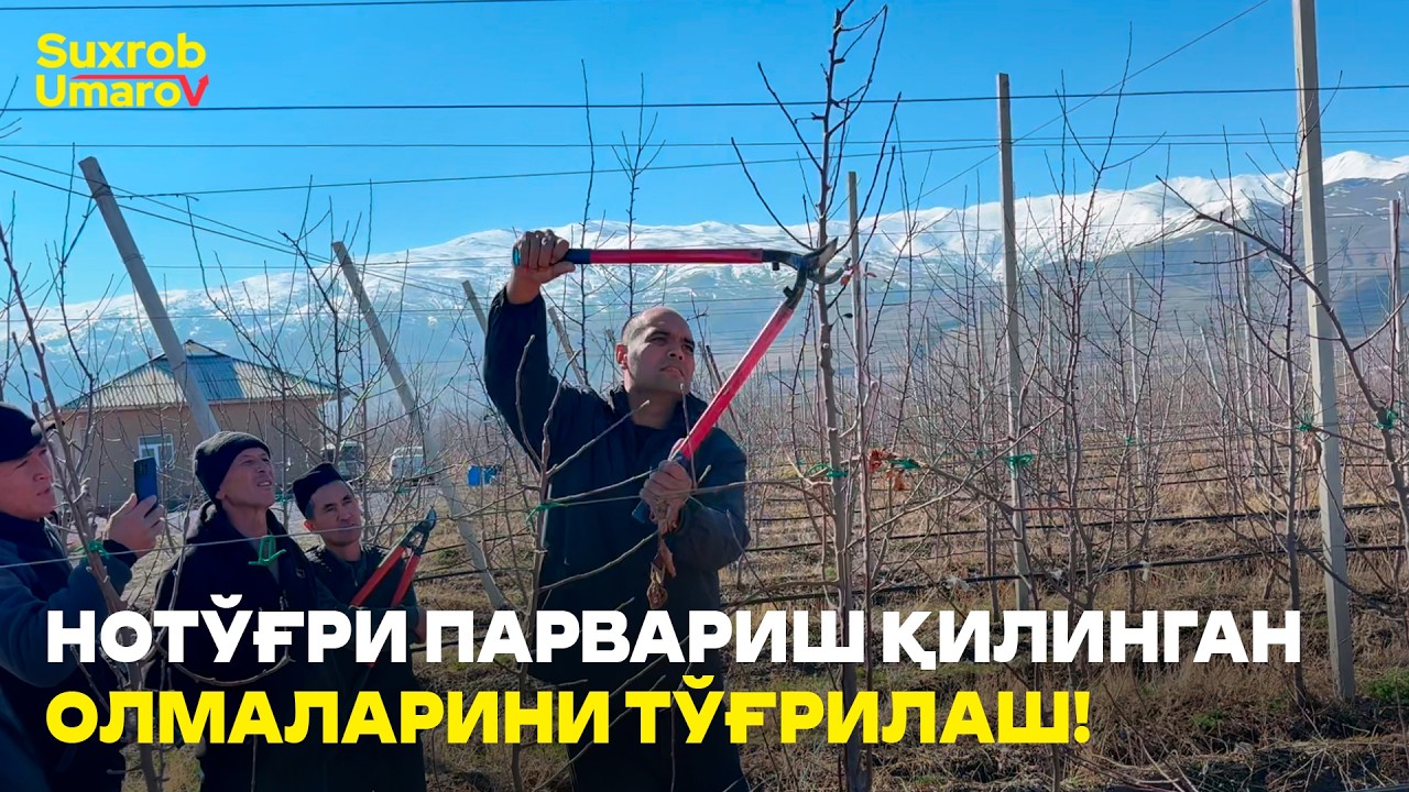 Бир Лидерли усулда олмаларга шакл бериш! #suxrobumarov #bodom