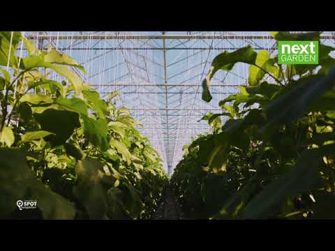 De Linge Aubergine - Glastuinbouwgebied NEXTgarden - Gemeente Lingewaard