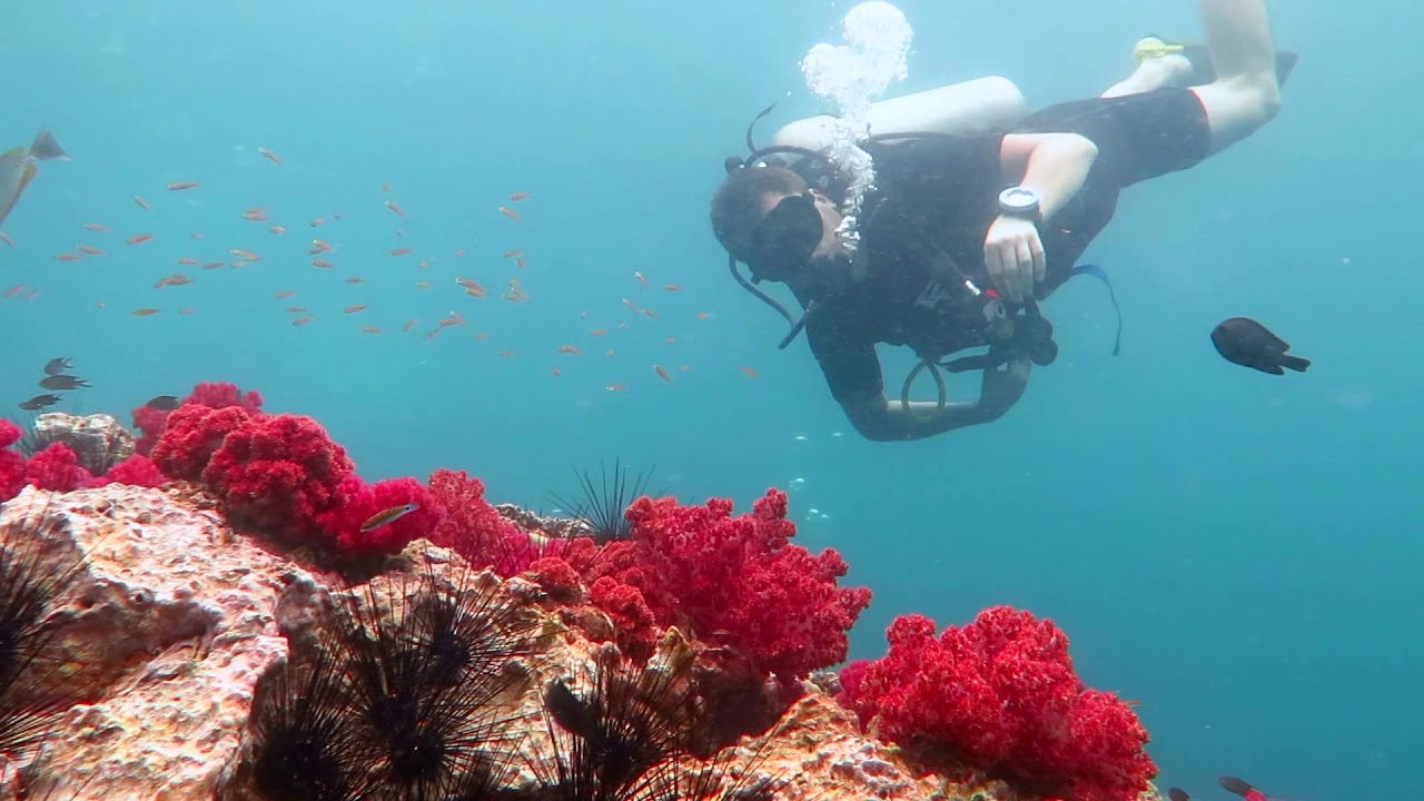 Diving in Andaman Sea around Phuket, Thailand. YouTube